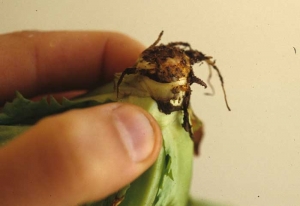 El cuello corchoso y estrangulado de esta ensalada joven se rompió fácilmente durante las diversas operaciones de cultivo. La otra parte de la planta quedó en el suelo.