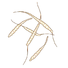 Aspecto de los conidios de <i> <b> Mycocentrospora acerina </b> </i>: el raspado de los tejidos dañados permite recuperar los conidios característicos de este hongo.  Son pluri-septados, hialinos, alargados y tienen un apéndice lateral delgado y ahusado.