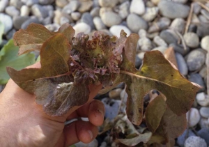 La misma situación encontramos en presencia de una <b> fitotoxicidad </b> que, también, indujo el bloqueo y la deformación de las hojas del corazón de esta ensalada joven.