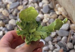 La <b> fitotoxicidad </b> puede reducir considerablemente o incluso bloquear el crecimiento de las hojas jóvenes. Este es el caso de esta ensalada joven, algunas de cuyas hojas también están muy deformadas. 