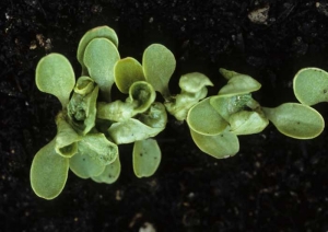 Las deformaciones de las hojas son a veces muy marcadas.  Los cotiledones, pero especialmente las hojas jóvenes de estas pocas plántulas presentan tejidos más gruesos;  la hoja está fuertemente enrollada y atormentada.  <b> Fitotoxicidad </b>