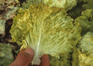 Coloración amarillenta de las venas y tejido contiguo de una hoja de lechuga batavia. <b><i>Mirafiori lettuce big-vein virus</i></b>
(MLBVV).