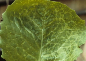 En esta hoja de lechuga joven, hay un color amarillento de la hoja a partir de las venas. <b> Fitotoxicidad </b> 