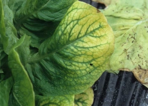 El limbo de esta hoja baja presenta una coloración periférica del limbo que se generaliza progresivamente.  Las venas permanecen verdes. <b><i>Beet pseudo-yellows virus</i></b>, BPYV.