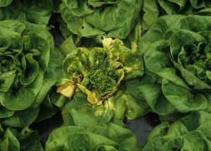 Dentro de estas saludables ensaladas, una lechuga muestra varias hojas amarillas necróticas;  las hojas del corazón están bloqueadas y deformadas. <b><i>Lettuce ring necrosis agent</i></b>, LRNA.