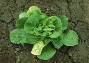 Los amarillos pueden aparecer después de plantar;  este es el caso de esta lechuga que ha alcanzado la etapa de 15 hojas.  Independientemente de la etapa de desarrollo de las plantas, el color amarillento siempre se revela en las hojas inferiores.<b><i>Beet western yellows virus</i></b>, BWYV y <b><i>Beet pseudo-yellows virus</i></b>, BPYV.