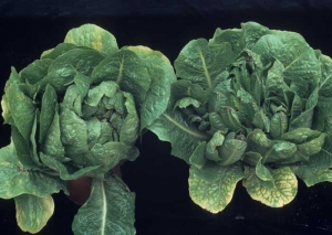 En la lechuga romana, también se observa coloración amarillenta entre las nervaduras de la lámina de la hoja, permaneciendo las nervaduras verdes. <b><i>Beet western yellows virus</i></b>, BWYV y <b><i>Beet pseudo-yellows virus</i></b>, BPYV.