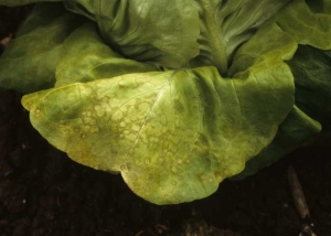 Muchos anillos translúcidos son visibles en la parte superior de esta hoja de lechuga.  Algunos están empezando a adquirir un tinte anaranjado. <b><i>Lettuce ring necrosis agent</i></b>, LRNA.