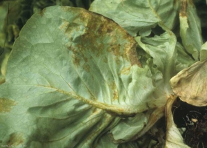 Bajo el limbo, las alteraciones más avanzadas adquieren un color naranja muy característico, en el origen del nombre francés de esta afección: enfermedad de las manchas anaranjadas. <b><i>Lettuce ring necrosis agent</i></b>, LRNA.