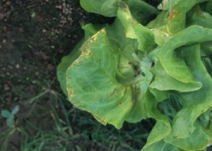 Los cambios de húmedo a grasoso, de color naranja a marrón, son claramente visibles en la periferia de la hoja clorótica de esta lechuga. <b><i>Lettuce ring necrosis agent</i></b>, LRNA.