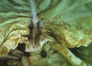 El mismo tipo de alteraciones encontramos en la base del limbo y en el nervio principal de esta hoja de lechuga. <b><i>Lettuce ring necrosis agent</i></b>, LRNA.