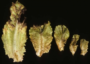 Manchas necróticas marrones;  necrosis y sequedad de un área de la lámina de la hoja. <b><i>Tomato spotted wilt virus</i></b>, TSWV.