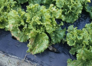 Tras haber recibido proyecciones de Gramoxone durante un tratamiento herbicida, esta batavia revela una necrosis foliar más o menos extensa. Cabe señalar que algunos de ellos están ubicados en el borde del limbo donde pueden haber ocurrido acumulaciones de producto. <b> Fitotoxicidad </b> 