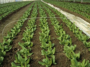 Todas las ensaladas, ligeramente cloróticas, muestran un hábito más erguido y varias hojas enrolladas;  estos son síntomas de fitotoxicidad.  <b> Distribución general </b>