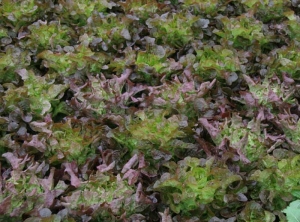 Estas lechugas tienen hojas deformadas, característica de la enfermedad comúnmente llamada vena grande y cuya causa se atribuye a <b><i>Mirafiori lettuce big-vein virus</i></b> (MLBVV).