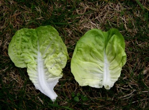 En la hoja enferma (izquierda), podemos ver claramente un engrosamiento de ciertas nervaduras y una deformación de la hoja, en comparación con la hoja de control de la derecha.  <b><i>Mirafiori lettuce big-vein virus</i></b> (MLBVV).