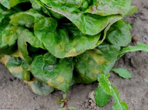 <b> <i> Bremia lactucae </i> </b> provocó manchas cloróticas en las hojas inferiores de esta base de ensalada.  (mildiú de la ensalada).