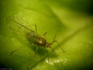 <b> Pulgón </b> alado responsable de los daños a la ensalada.  (áfido)