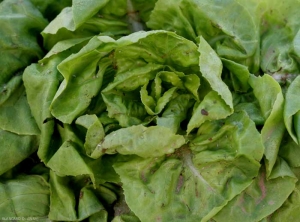 Observamos mudas blancas o exuvias de pulgones contaminando y depreciando esta lechuga.  (pulgones)