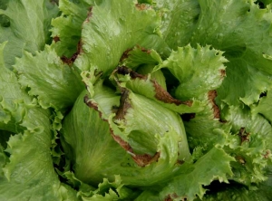 <b> Necrosis marginal </b> (quemadura en la punta) claramente visible en los bordes de las hojas de esta ensalada 