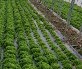 A nivel local, varias lechugas muestran un tamaño reducido en comparación con las plantas circundantes.  <b> Asfixia de raíces </b>