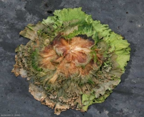 <b> <i> Botrytis cinerea </i> </b> está invadiendo esta ensalada marchita (etapa 2).  (podredumbre gris, moho gris)