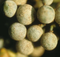 La cleistotecia del mildiú polvoriento de la uva, <i> <b> Erysiphe necator </b> </i>, aparece en la superficie de la baya como numerosos huesos superficiales redondos que se tornan negros.