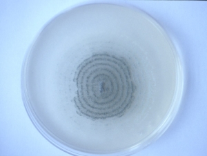 <i> <b> Penicillium expansum </b> </i>: aspecto de la colonia en medio malta-agar.