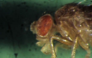 <b><i>Drosophila</i> sp </b>: cabeza de insecto.
