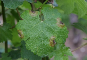 <i> <b> Plasmopara viticola </b> </i>: superficie superior de una hoja afectada por el mildiú.