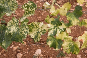 Aspecto de hojas de parra afectadas por <i>Grapevine fan leaf virus</i>. (GFLV) <b>Nudo corto</b>