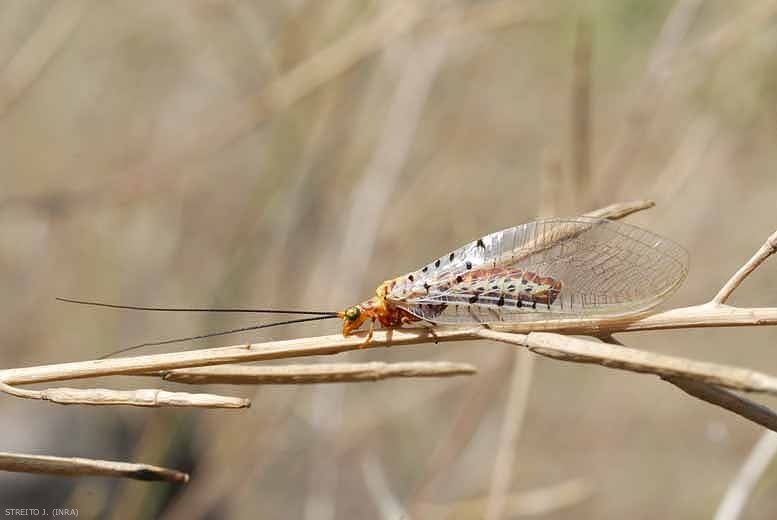 Fourmillon Neuroptera sp Entomologie Insecte Neuroptére Névroptère A1 ! 