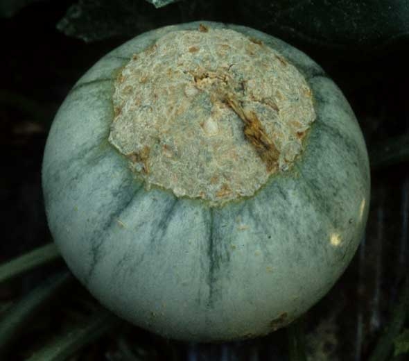 La cicatrice stylaire liégeuse de ce melon est exagérément développée à cause de basses températures durant la floraison et la nouaison. <b>Grosse cicatrice stylaire liégeuse</b>