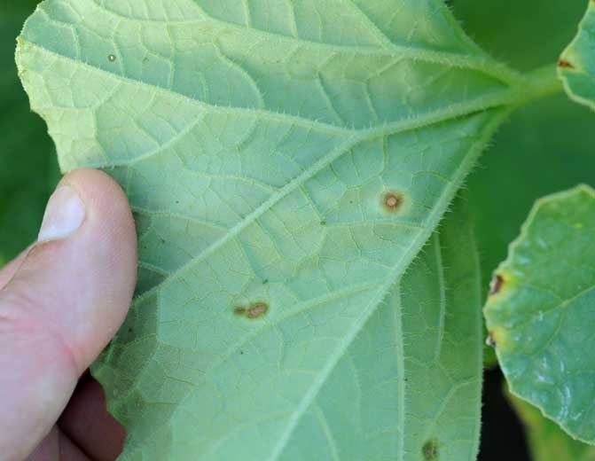 Enragée contre l'Etat qui m'a délivré un faux permis 'biométrique' - Ampela  miblaogy - Ampela miblaogy