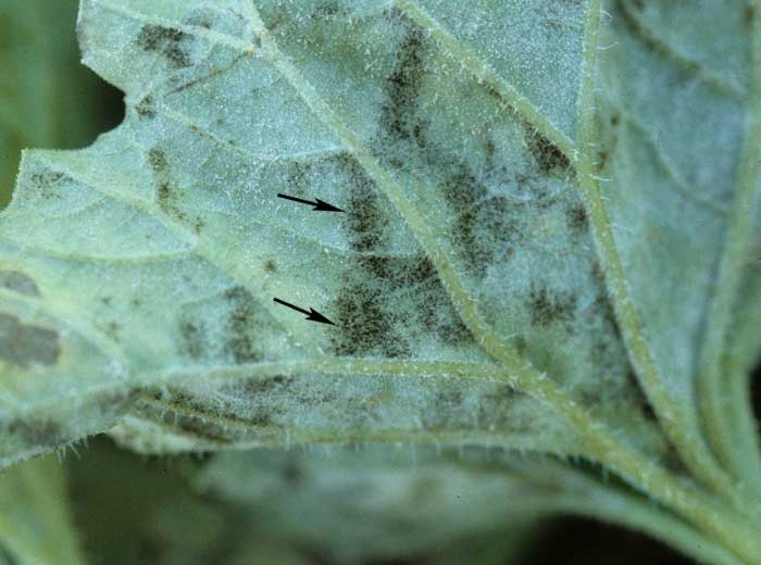 Parfois les feuilles oïdiées portent, en plus du duvet blanc, de minuscules petits structures noirs : les périthèces, organes de reproduction sexuée des Oïdiums. <i><b>Podosphaera xanthii</b></i> ou <b><i>Golovinomyces cichoracearum</i></b> (oïdium)