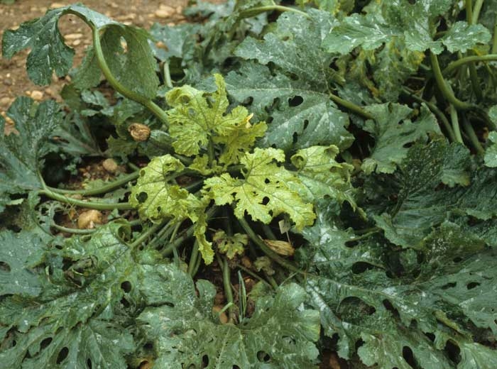 Jaunissement et recroquevillement des jeunes feuilles de courgette récemment infectées. <b>Virus de la mosaïque du concombre</b> (<i>Cucumber mosaic virus</i>, CMV)