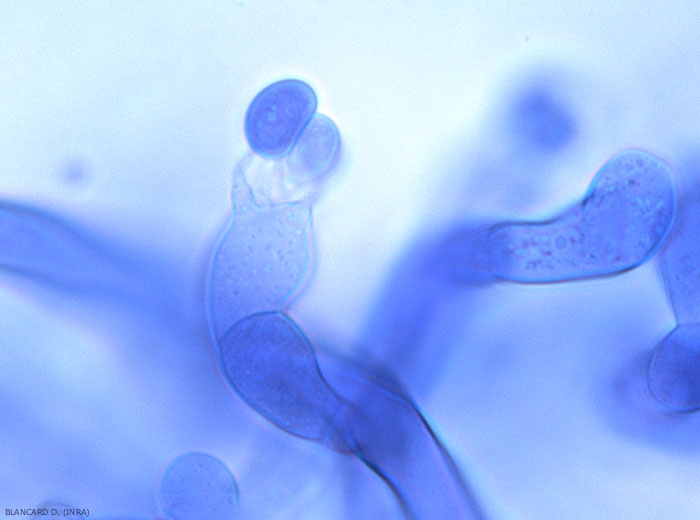 Sur le mycélium se forment assez rarement des basides (12-18 x 8-11) surmontées de 3 à 7 stérigmates. Les basidiospores sont dissymétriques et mesurent 7-11 x 4-7 µm. <i><b>Thanatephorus cucumeris</b></i> (<i>Rhizoctonia solani</i>)