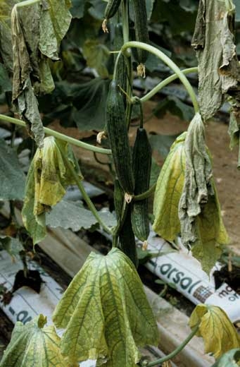 Flétrissement et jaunissement des feuilles de concombre dont les fruits sont légèrement mosaïqués. <b>Virus de la mosaïque du concombre</b> (<i>Cucumber mosaic virus</i>, CMV)
