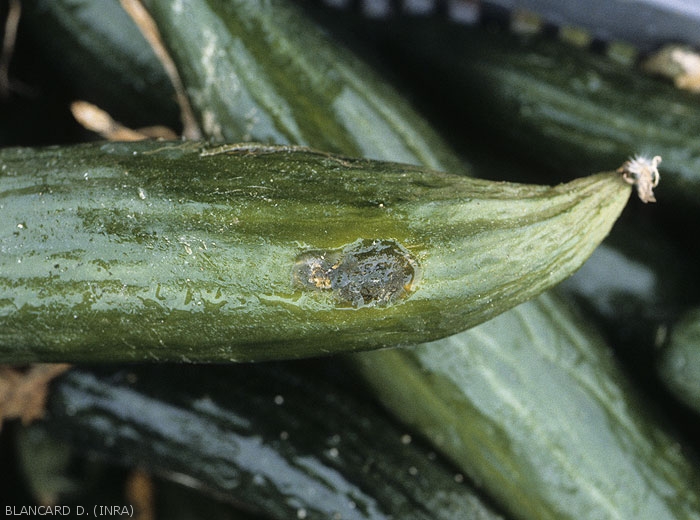 Une lésion humide évoluant en pourriture sombre s'est initiée à partir d'une blessure située sur le coté d'un fruit de concombre.  <i>Didymella bryoniae</i> (chancres gommeux sur tige)
