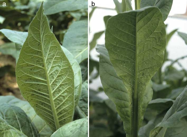 Les traitements du tabac, les plus courantes maladies et les ravageurs de  cette plante technique, Nexles