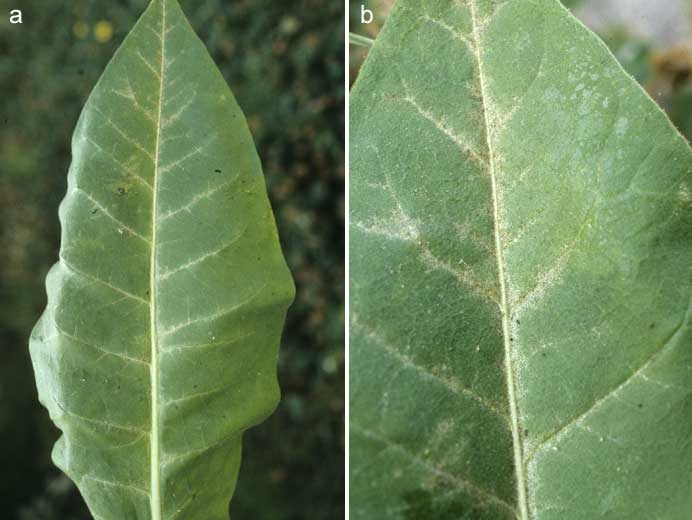 Les traitements du tabac, les plus courantes maladies et les ravageurs de  cette plante technique, Nexles