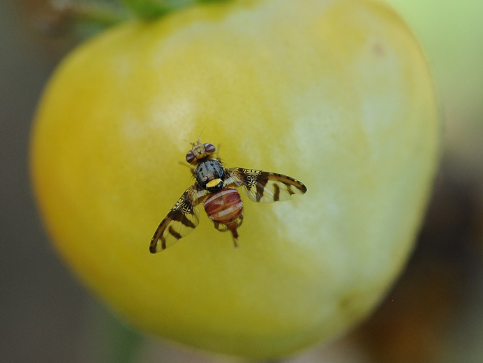 Pièges pour mouches à fruits