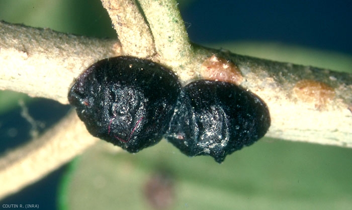 Cochenille noire de l'olivier