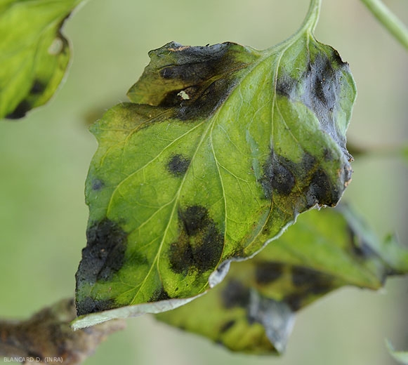Plusieurs taches humides et noirâtres plus ou moins étendues sont visibles sur le limbe de cette foliole. <b><i>Didymella lycopercisi</i></b> (taches à <i>Didymella</i>, <i>Didymella</i> leaf spot)