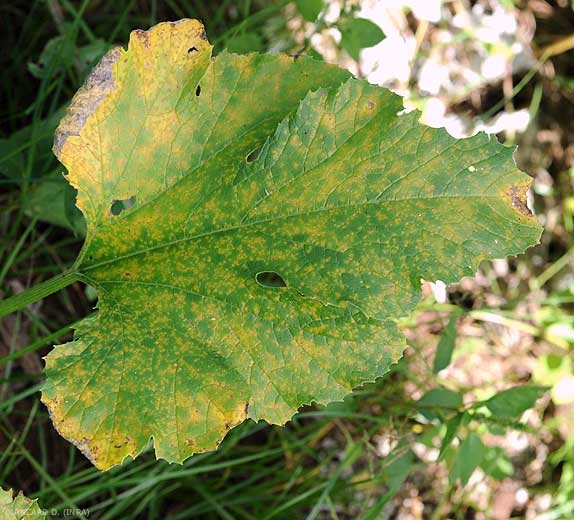 Cette feuille de courgette est couverte de nombreuses taches chlorotiques, se nécrosant progressivement en leur centre. <i><b>Pseudoperonospora cubensis</b></i> (mildiou, downy mildew)