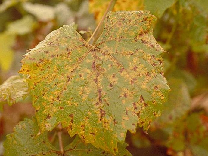De nombreuses petites lésions, humides, puis chlorotiques et nécrotiques réparties sur le limbe caractérisent le symptôme dit mildiou en mosaïque sur feuilles de vigne.