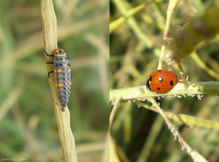 ATTRAPE-INSECTES COCCINELLE, plantes en ligne