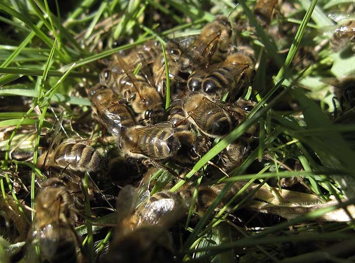 Plusieurs abeilles de sont regroupées.(<i>Apis mellifera</i>)