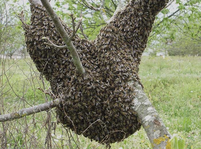 Wildtier Herz Ruche pour Bourdon & Abeilles – Hôtels à Insectes Idéal pour  Bourdon Et Abeilles Incluant Matériel De Nid - Hotel A Insectes en Bois -  Maison Abeille Et Bourdon Premium. 