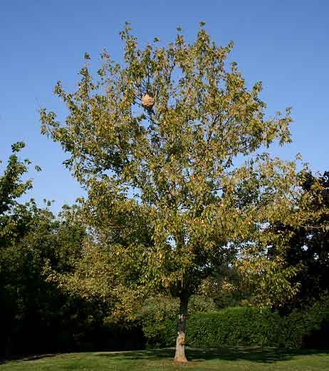 Ce nid de frelon asiatique à pattes jaunes est bien visible dans cet arbre ; il est situé plutôt en hauteur  (<i>Vespa velutina</i>).